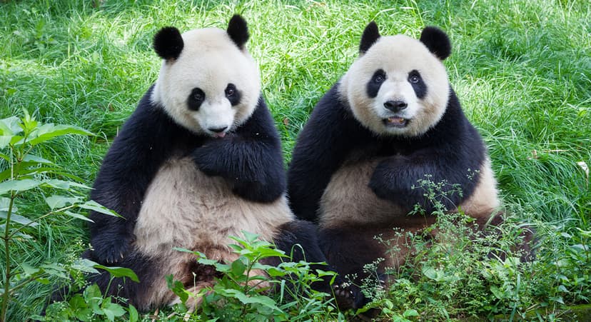 Zoo's 'Pandas' Were Actually Dyed Dogs!