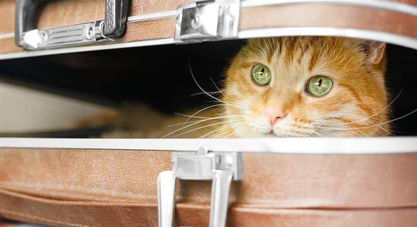 CIA's 'Acoustic Kitty': The Cat That Listened