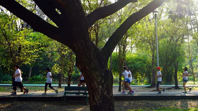 City Trees Cut Fall Injuries, Study Finds