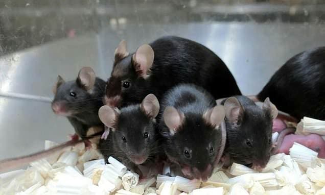 Cloning Limit Found: Mammals Can't Be Copied Forever