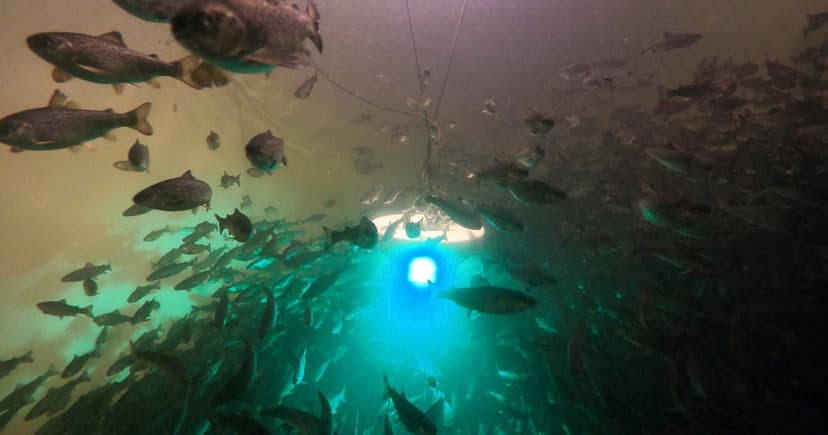 Cocaine Turns Salmon into Super Swimmers