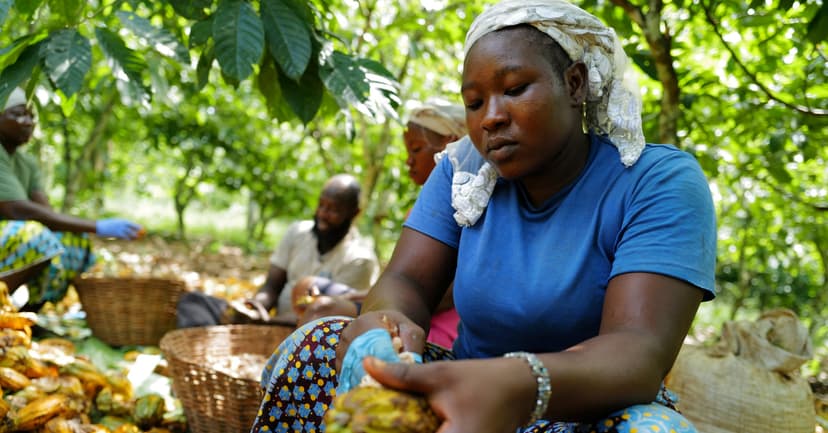 Cocoa Chaos: Price Swings Hit Farmers Hard