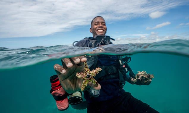 Caribbean Reefs Revived by Coral IVF