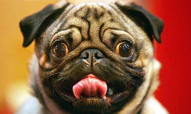 Can't Breathe? Pugs Barred from World's Largest Dog Show