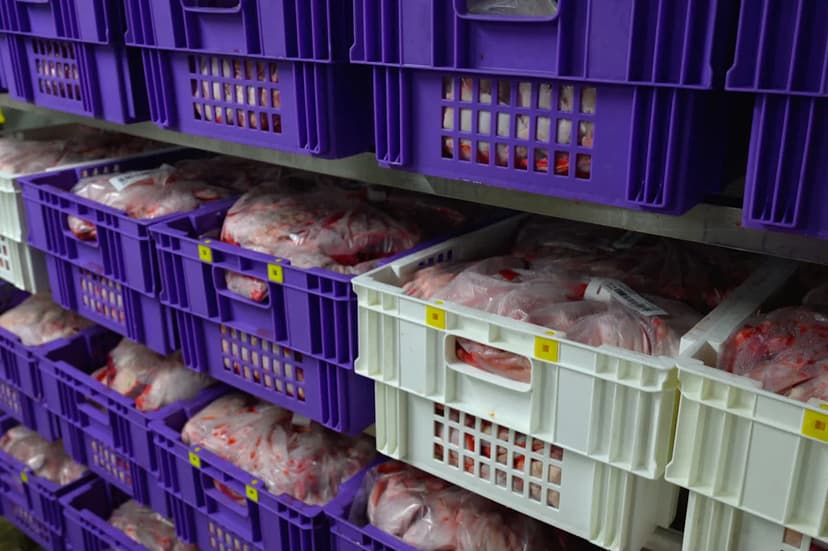 Belgium Bans Kangaroo Meat Trade Amid Animal Welfare Concerns