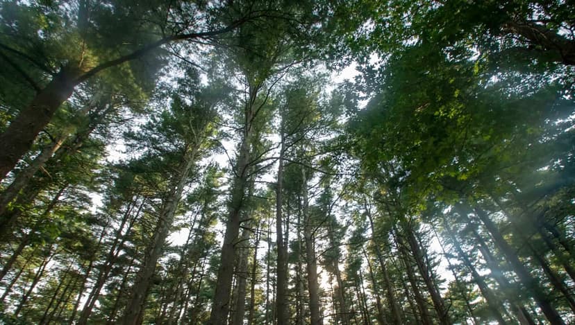 Deadly Fungus Leaps to Long Island, Decimating Native Trees