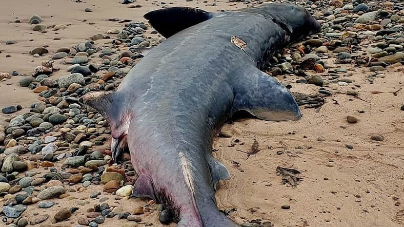 Mysterious 12-Foot Shark Washes Ashore in Scotland, Baffling Scientists