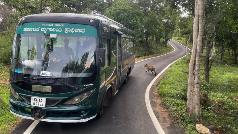 Karnataka CM Cites Resorts and Safaris as Reasons for Wildlife Encroachment