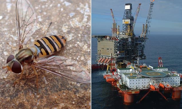 Hoverflies Hitching Rides on North Sea Oil Rigs to Boost Crop Resilience