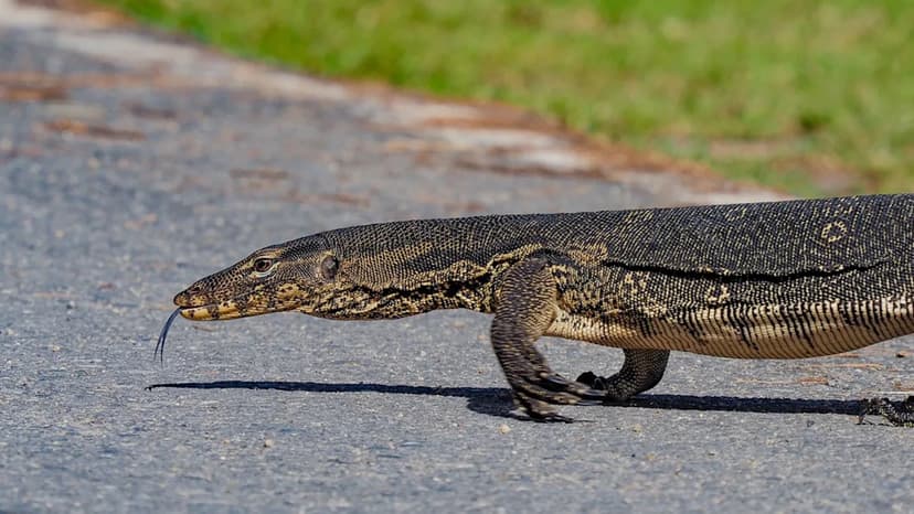 Massive Lizard Spotted Roaming Florida Streets, Sparking Invasive Species Concerns