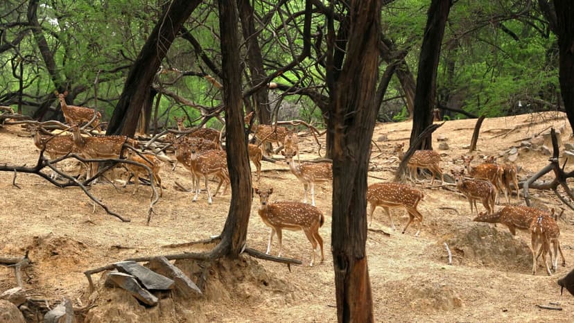 Delhi Deer Park Faces Eviction: Supreme Court to Decide Fate