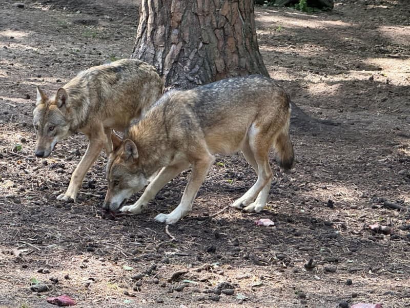 Wolves Flee Human Presence Even in Protected Areas