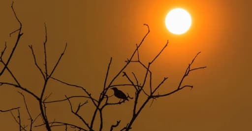 District Issues Heat Warning: Avoid Afternoon Sun