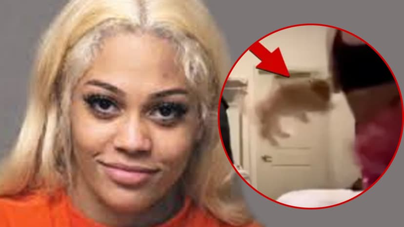 Abused Dog Tops Adoption Lists Amid Streamer's Ban