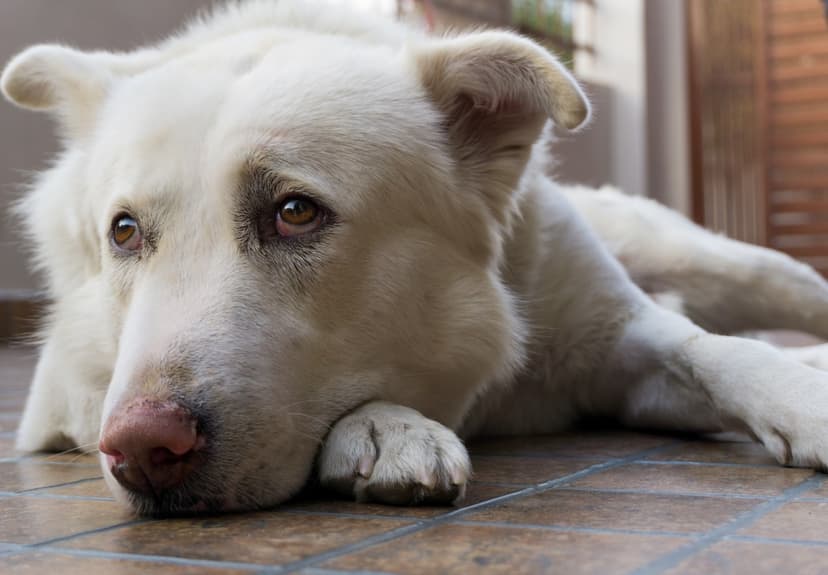 Dogs' Painful Secrets: Subtle Signs You're Missing