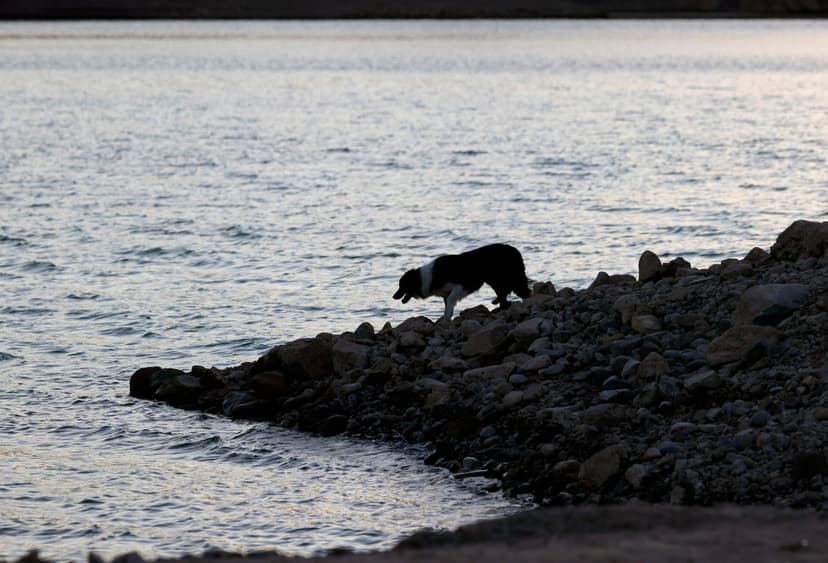Parasite Warning: Dog Health Risk Near Lakes Mead & Mohave
