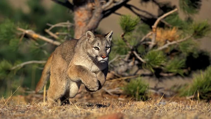 Dog's Miracle Survival After Mountain Lion Attack