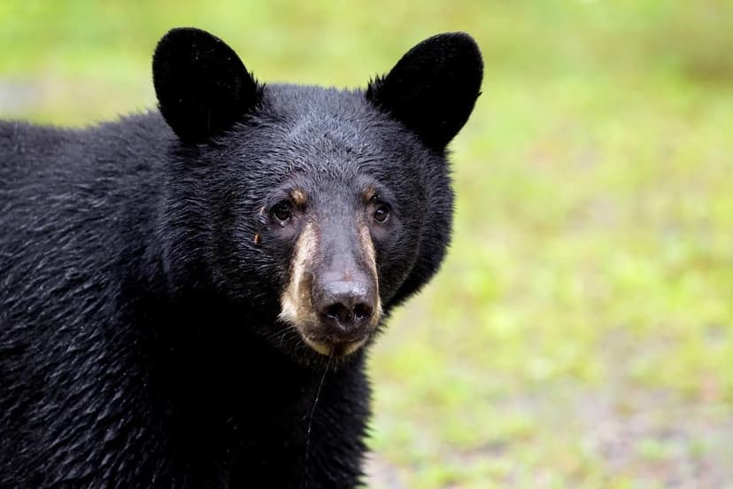Labrador's Fierce Bark Stuns Curious Bear at Door