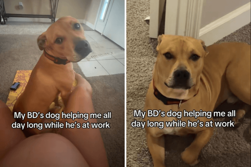 Dog's Devotion to Pregnant Owner Goes Viral