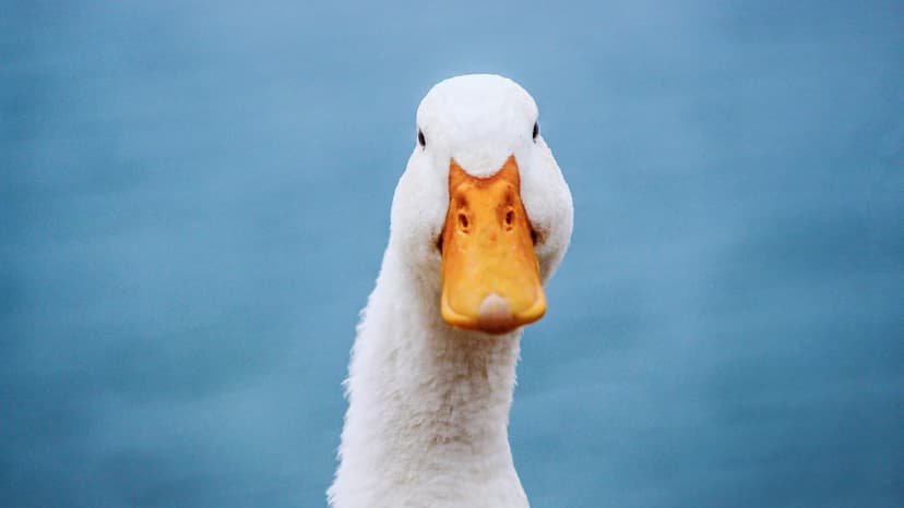 Duck.ai Surges Amidst Growing AI Privacy Fears