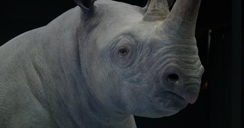 Skin Exhibit Uncovers Secrets of Survival and Identity