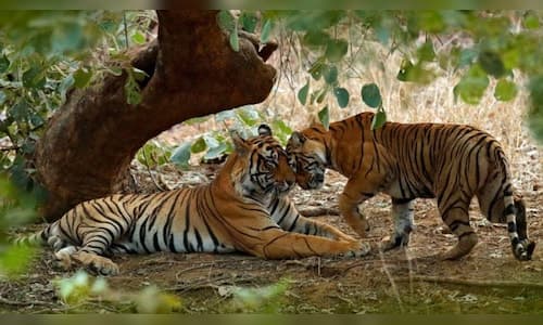 Similipal Tiger Reserve Reopens for Tourists After Monsoon Closure