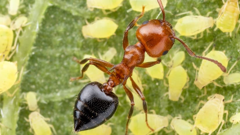 Ants Outnumber Humans 20,000 to 1: Tiny Creatures Dominate the Planet
