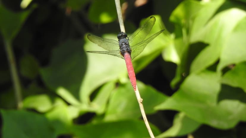 Dragonflies Thrive in Delhi's Revived Biodiversity Parks