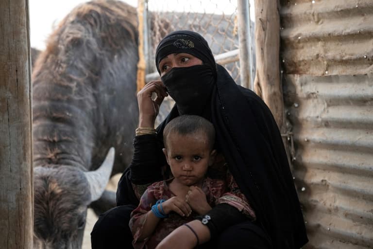 Salinity Crisis Devastates Iraqi Farms and Livestock