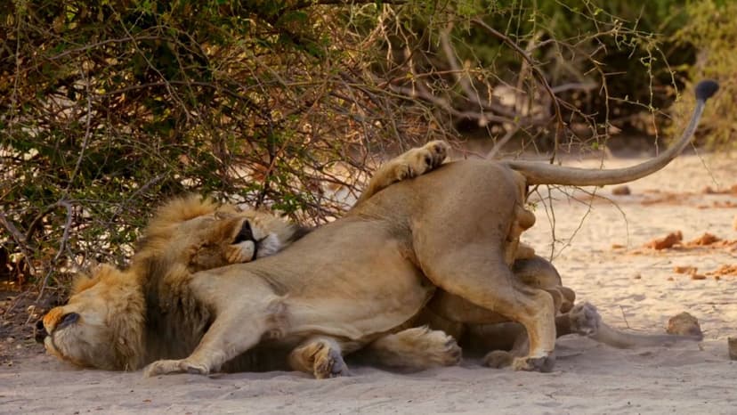 Clownfish Dads Can Become Moms After Tragedy, Reveals Groundbreaking Nature Doc