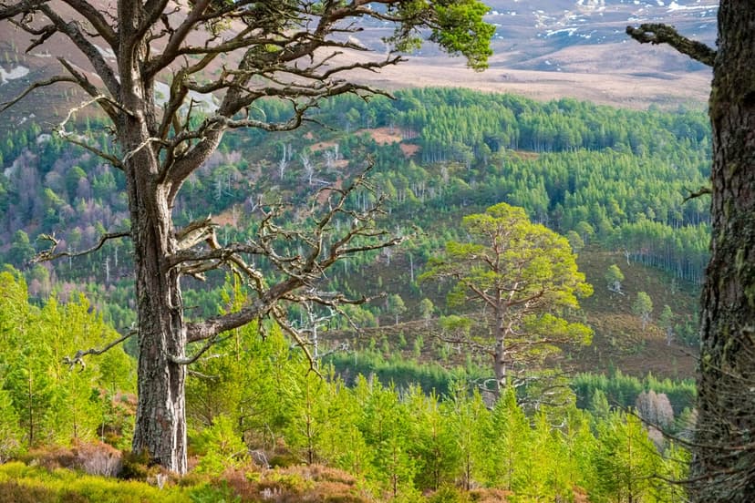 UK Launches Second National Forest, Planting Millions of Trees