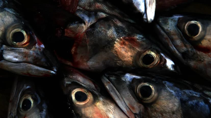 Drastic Cuts Proposed to Safeguard Vital Mackerel Stocks