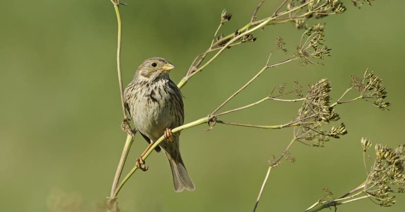 Farmers Provide Lifeline for Birds Facing Hungry Gap Amid Drought