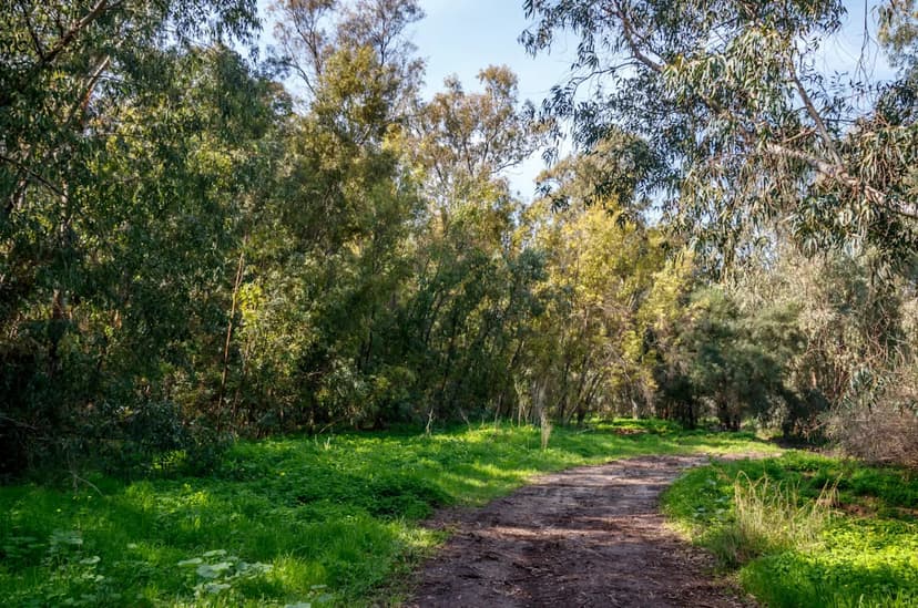 Rare Leopard Sighting Captured in Georgia's National Park