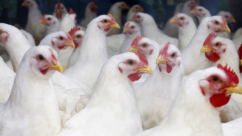 East Yorkshire Approves Massive 200,000-Bird Chicken Factory Farm