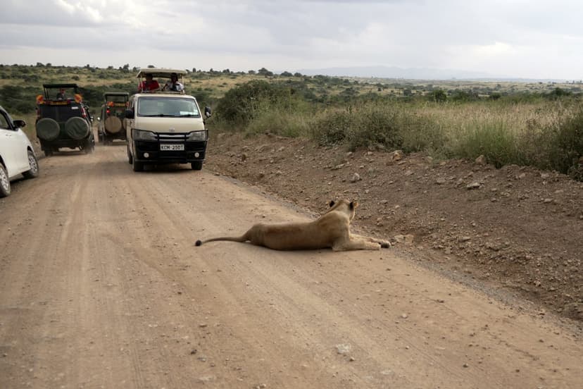 Nairobi Residents Confront Deadly Lion Attacks in Their Own Backyards