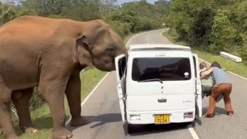 Sri Lanka Safari Terror: Elephant Tears Van Door Off