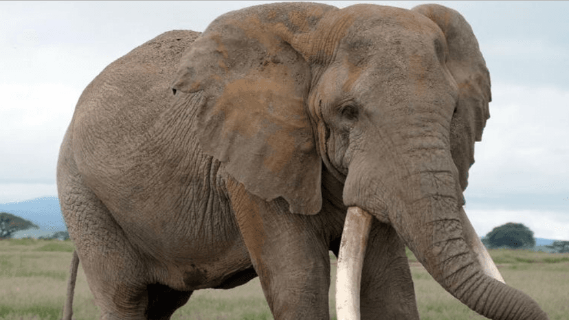 Can Celebrity Animals Truly Save Wildlife?