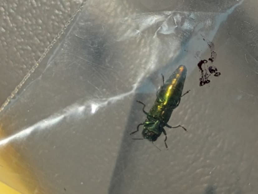 Emerald Ash Borer Invades Washington, Threatens Trees
