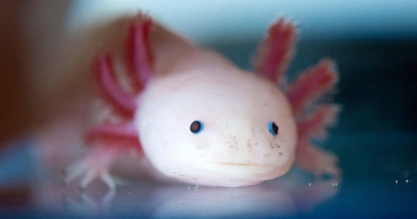 Critically Endangered Axolotl Found in Pennsylvania Creek