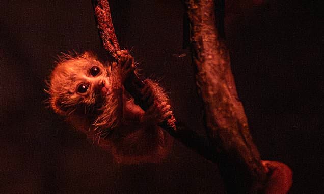 Tiny Endangered Loris Born at Bronx Zoo
