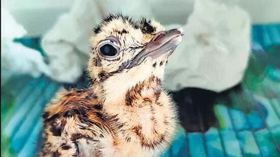 Critically Endangered Bustard Chick Vanishes in Gujarat