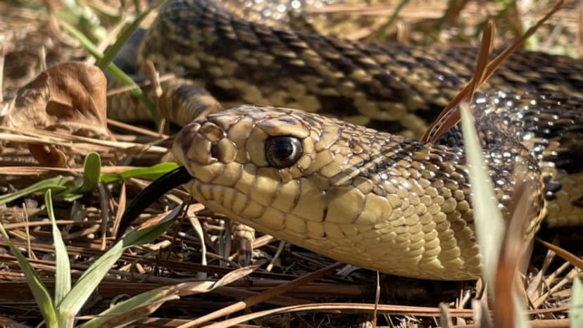 Man Sentenced for Trafficking Rare Snakes