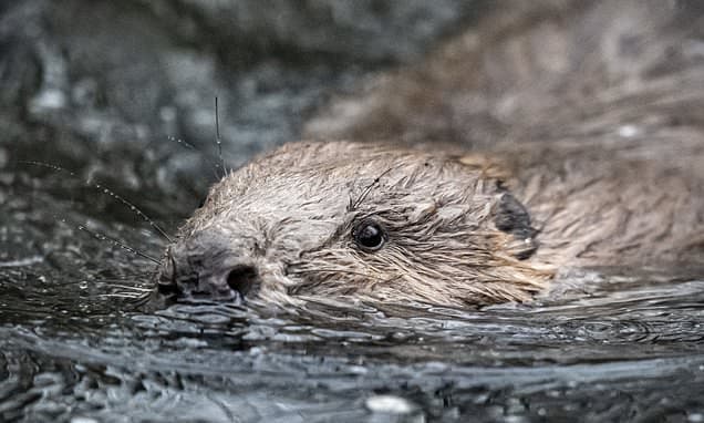 £90m Boost to Save England's Wildlife from Extinction