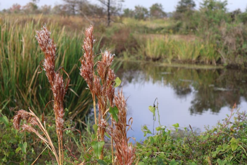 EPA Proposes Rollback of Wetland Protections
