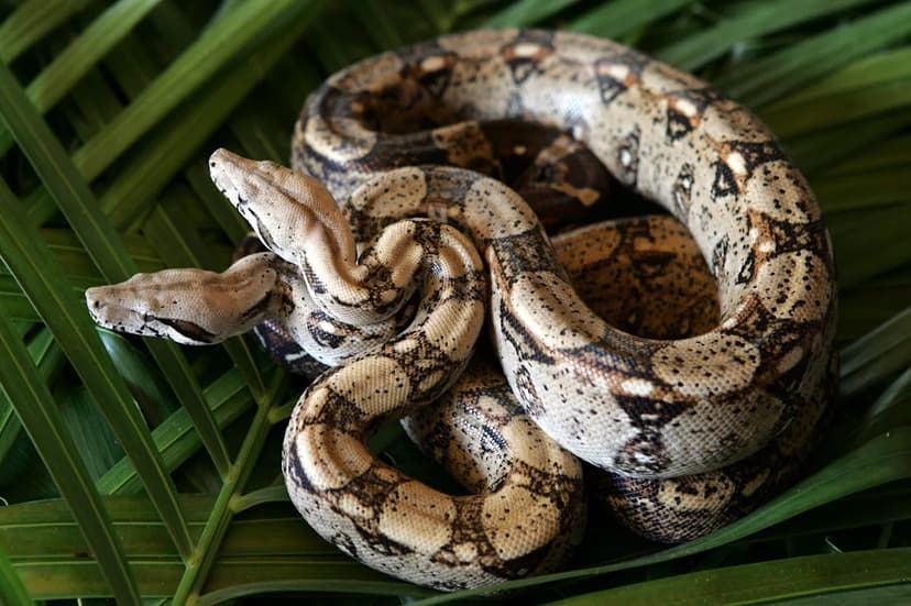 Escaped Boa Constrictor Named Pedro Causes Scare