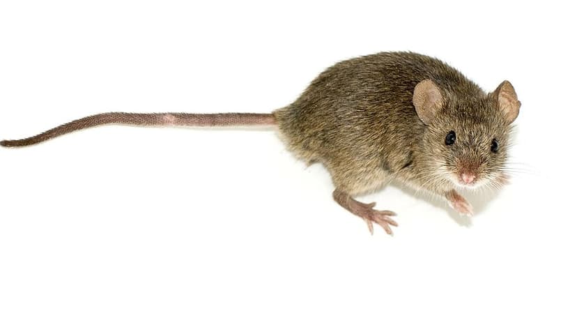 Aerobic Exercise Sharpens Mouse Memory