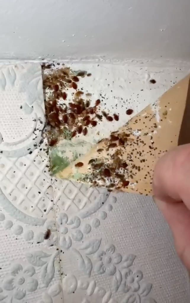 Bedbug Nightmare: Home Infested Beyond Belief