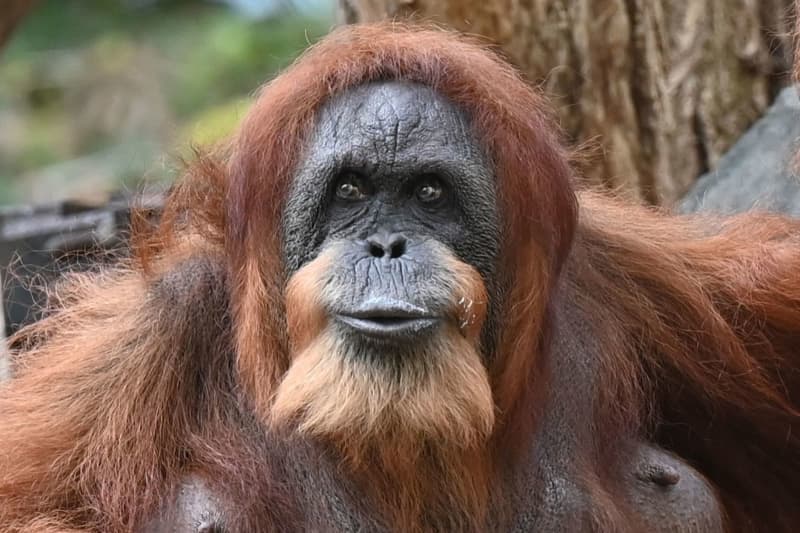 Furniture Firms Linked to Orang-utan Habitat Destruction in Borneo