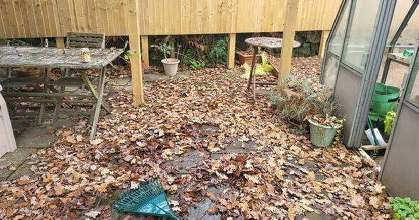 Brits Urged to Save Endangered Hedgehogs by Leaving Autumn Leaves Untouched